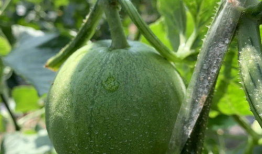 娱乐圈吃瓜模板制作,揭秘明星们的幕后恩怨与情感纠葛